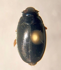 Gyrinus