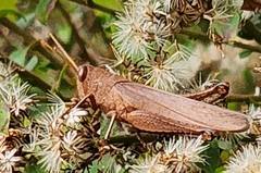 Schistocerca damnifica