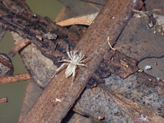 Clubionidae