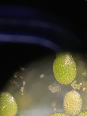 Wolffia brasiliensis