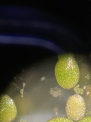 Wolffia brasiliensis