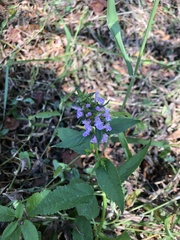Stachys floridana