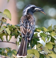 Lophoceros nasutus