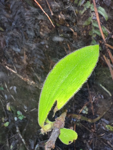 Dubautia kalalauensis, 2022-10-13