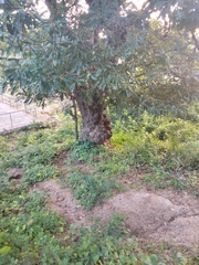 Ficus racemosa