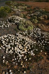 Dimorphotheca pinnata