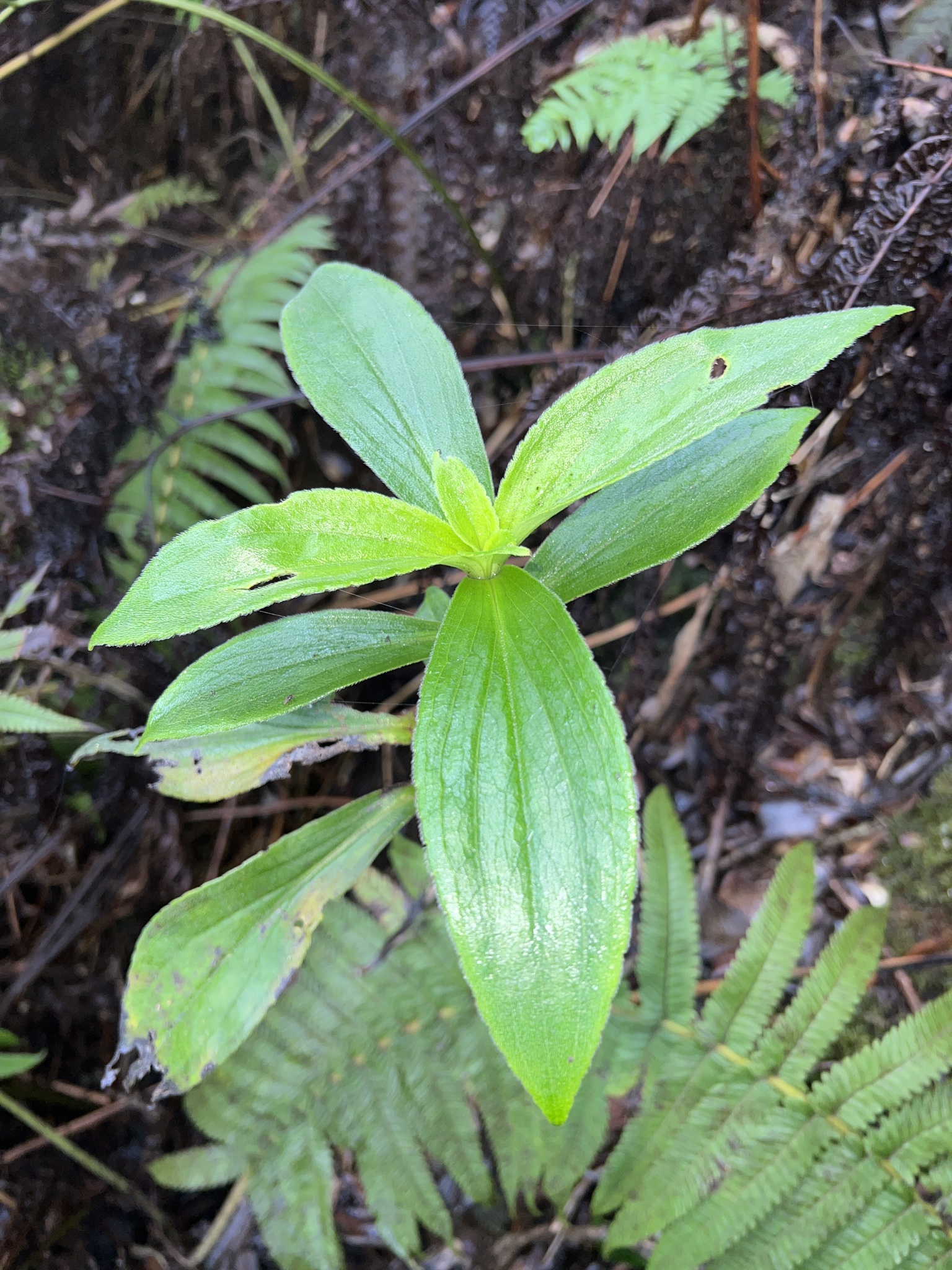 Dubautia kalalauensis