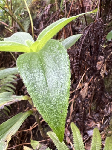 Dubautia kalalauensis