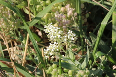 Lepidium appelianum
