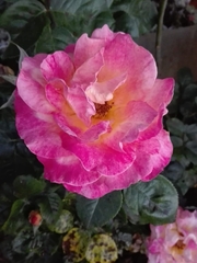 Rosa