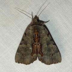 Catocala grynea