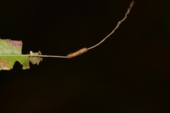 Limenitis