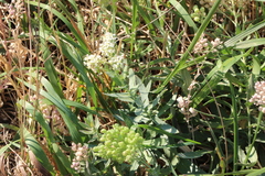 Lepidium appelianum