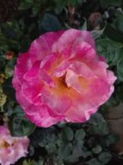 Rosa