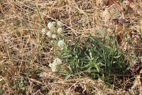 Image of Lepidium appelianum by no rights reserved