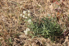 Lepidium appelianum