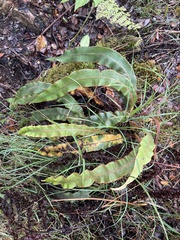 Elaphoglossum paleaceum