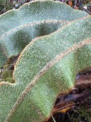 Elaphoglossum paleaceum
