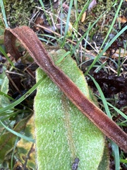 Elaphoglossum paleaceum