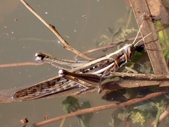 Austracris guttulosa