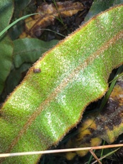 Elaphoglossum paleaceum