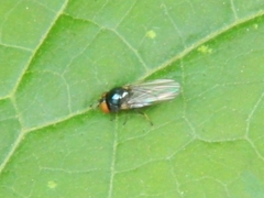 Lonchaea