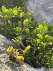 Borrichia arborescens
