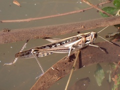 Austracris guttulosa