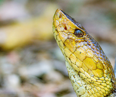 Bothrops asper