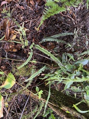 Asplenium normale
