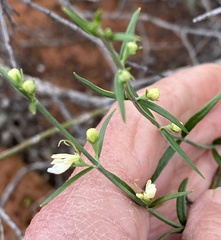 Teucrium teucriiflorum