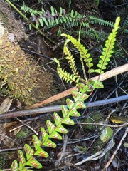 Asplenium normale