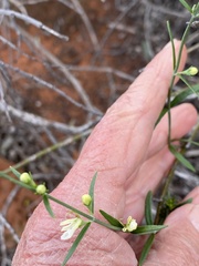 Teucrium teucriiflorum