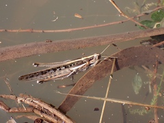 Austracris guttulosa