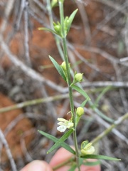 Teucrium teucriiflorum