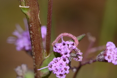 Synchlora