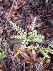 Asplenium normale