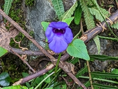 Torenia concolor