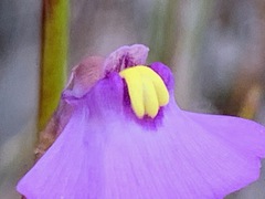 Utricularia barkeri