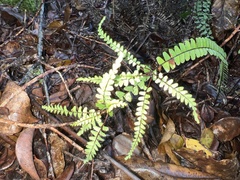 Asplenium normale