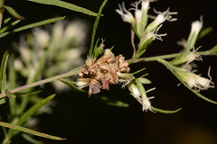 Synchlora