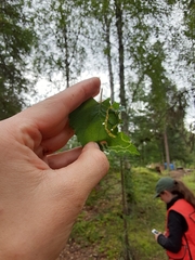 Agromyza alnibetulae