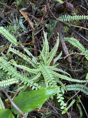 Asplenium normale
