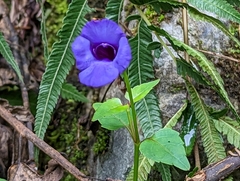 Torenia concolor