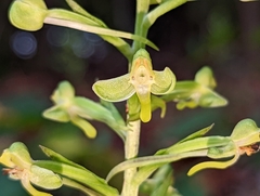 Habenaria floribunda