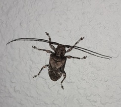 Lagocheirus araneiformis