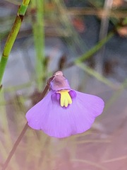 Utricularia barkeri