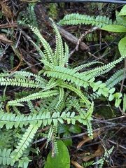 Asplenium normale