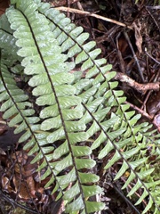 Asplenium normale