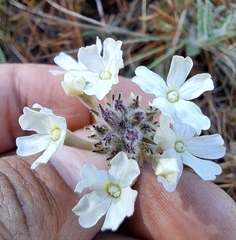 Glandularia platensis